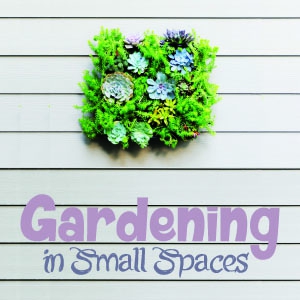 Gardening in small spaces